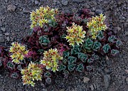 Sedum oregonense 15-1493